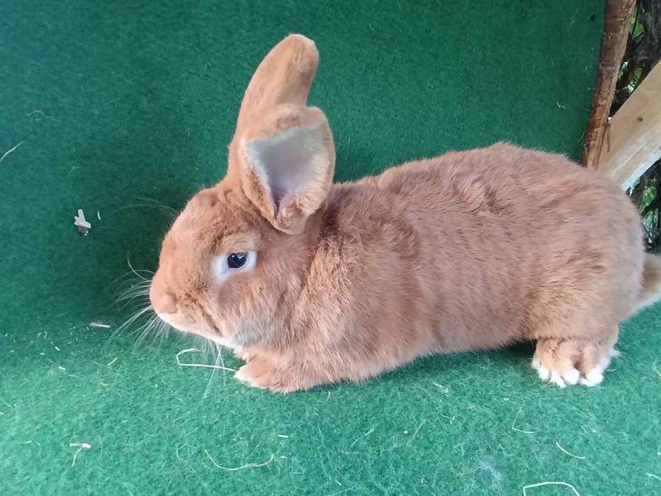 Samiec nowozelandzki czerwony