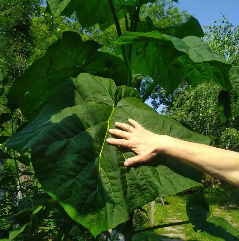 Paulownia nasiona 500szt. Cesarskie drzewo + gratis