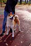 Akita Inu, miot po CHAMPIONIE POLSKI imporcie, ZKwP FCI