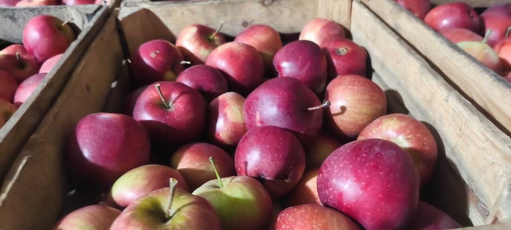 Jabłka Eliza poł-słodka soczysta 20kg własny sad drobniejsze