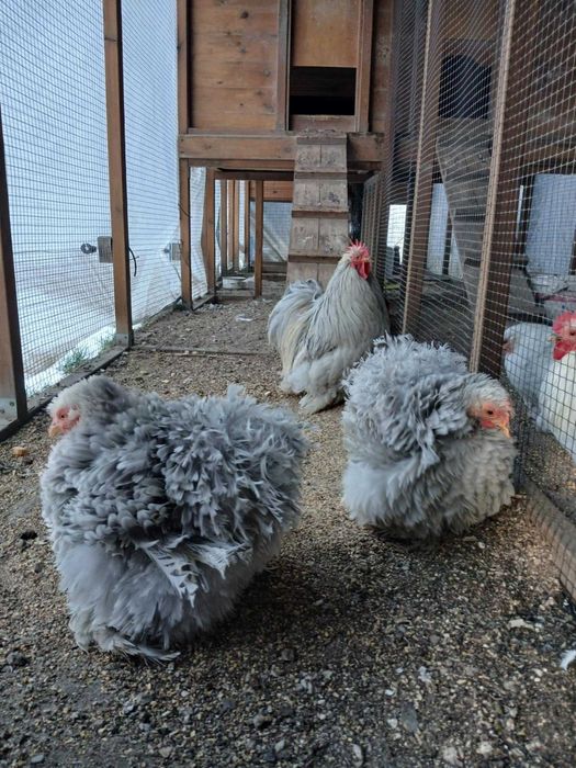 karzelek kochin karzelki kochiny mlodziez