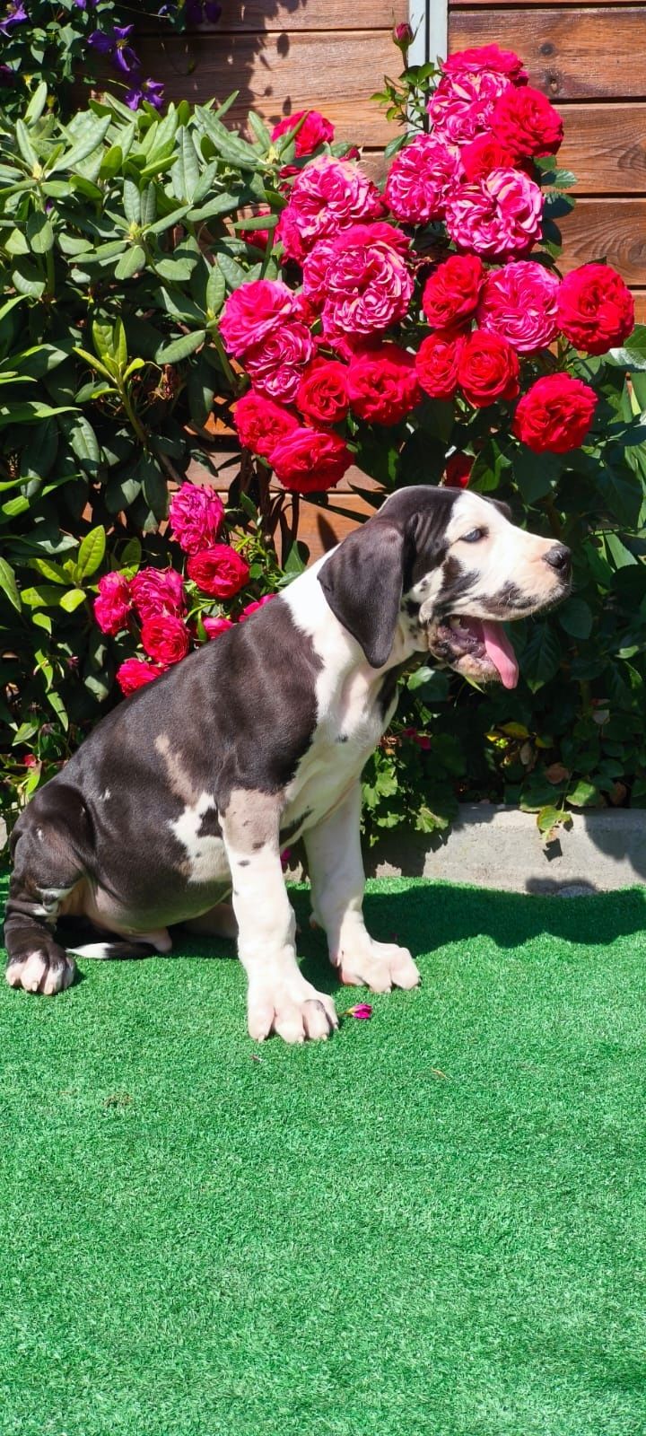 Dog Niemieck gotowy samiec do odbioru