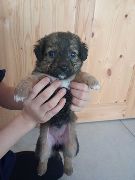 Oddam szczeniaka za darmo