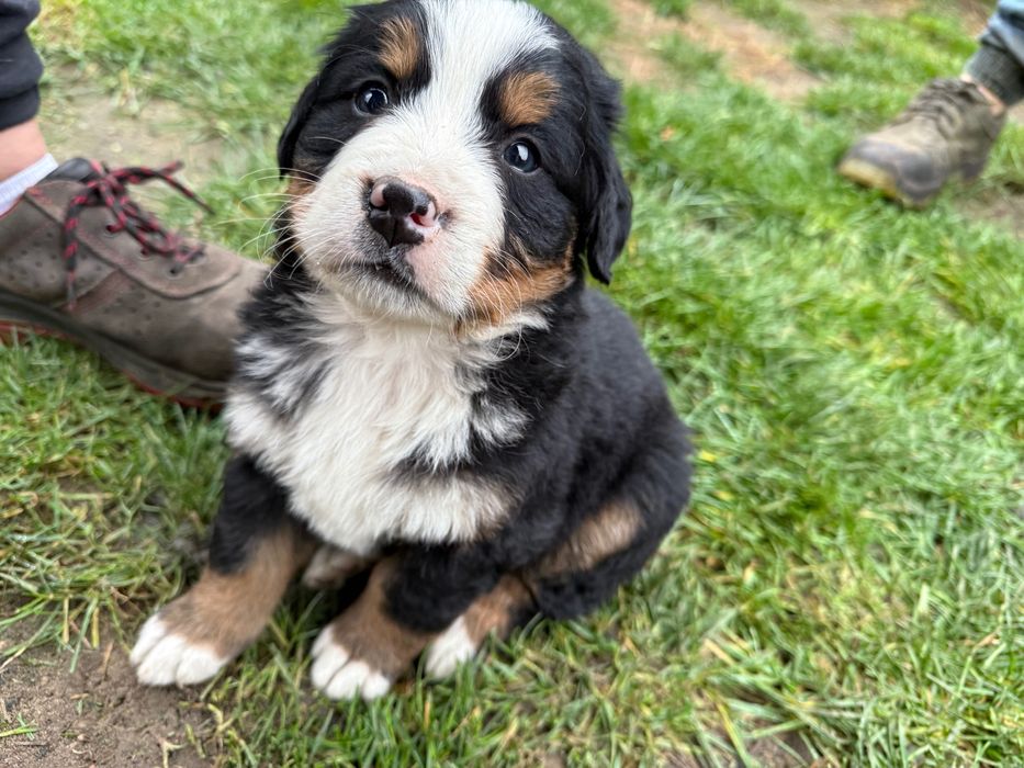 Szczenię Berneński pies pasterski