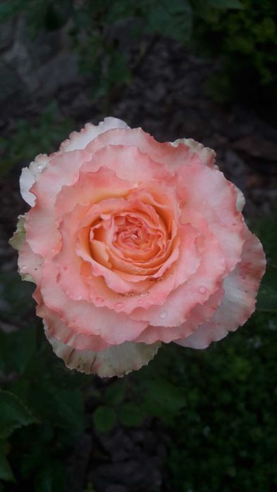 Троянди, Розы, квіти, цветы, гвоздика, бересклет, георгины, растения