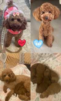 Той пудель  Toy Poodle