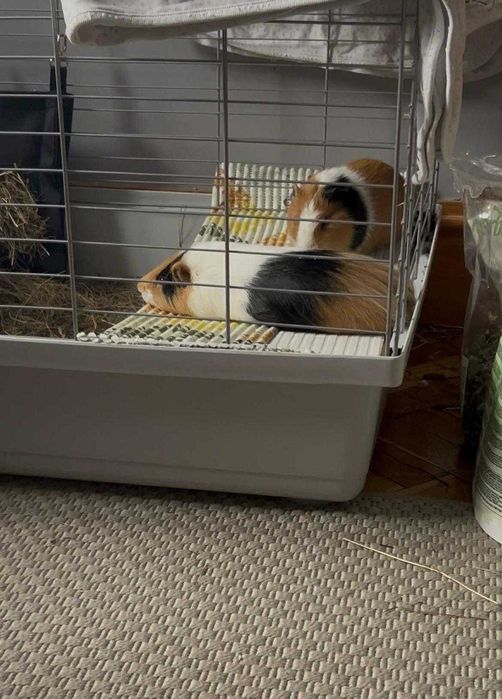 Oddam 2 świnki chłopcy razem z domkiem