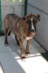 049503 Talula do adopcji.