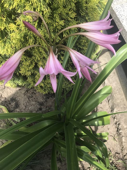 Кринум Powellii