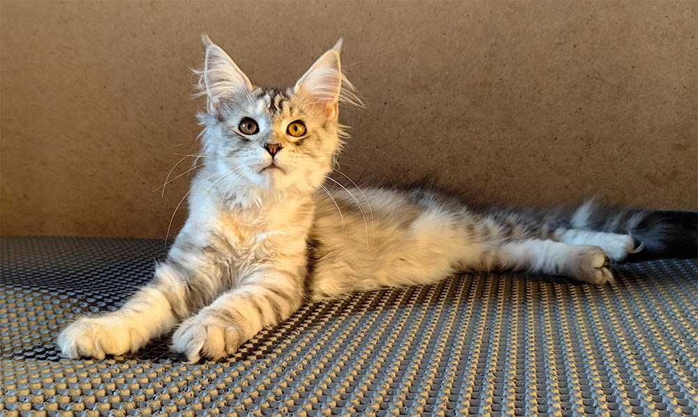 Kotka Maine Coon srebrzysta szylkretka FPL/FIFe gotowa do odbioru