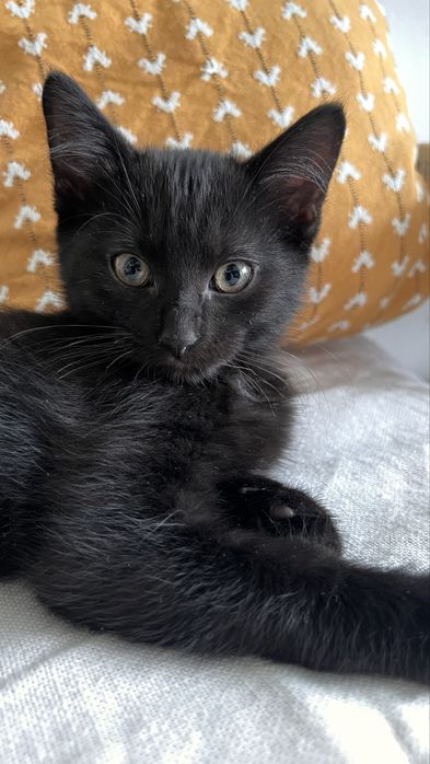 Неймовірні кошенята 3міс хлопці