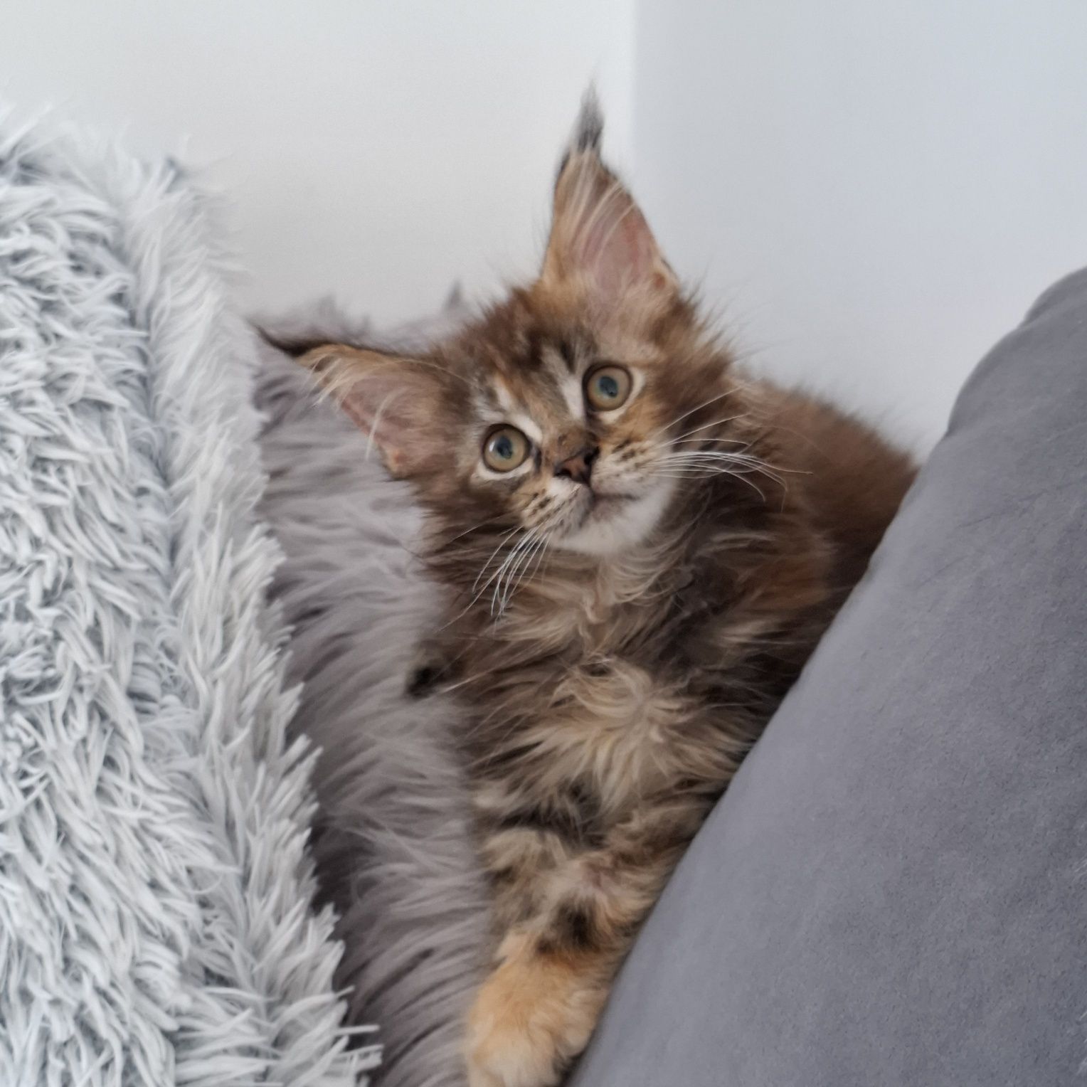 Kotka Maine coon do odbioru