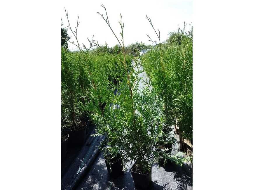 Tuja Brabant! Thuja! 70, 80, 100, 120 cm! Dowozimy! Sadzimy tuje!