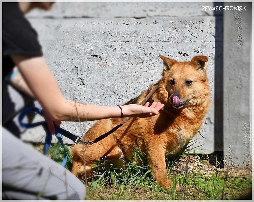 Ruta – mała suczka z wielkim bagażem doświadczeń