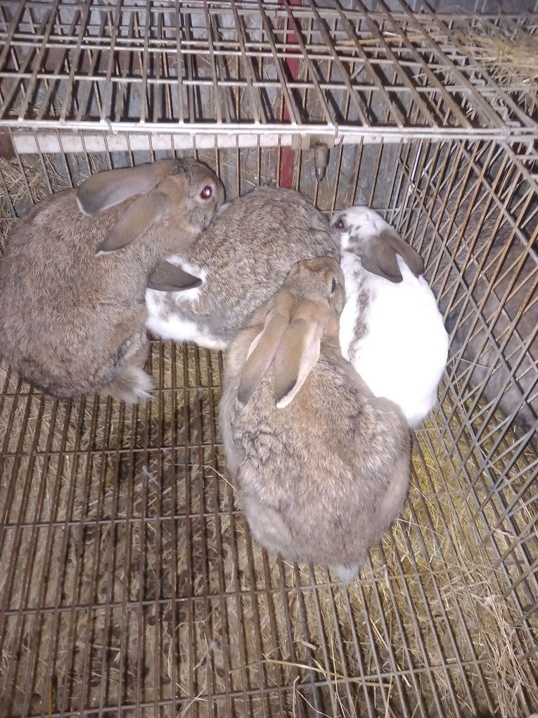 Coelhos de porte grande