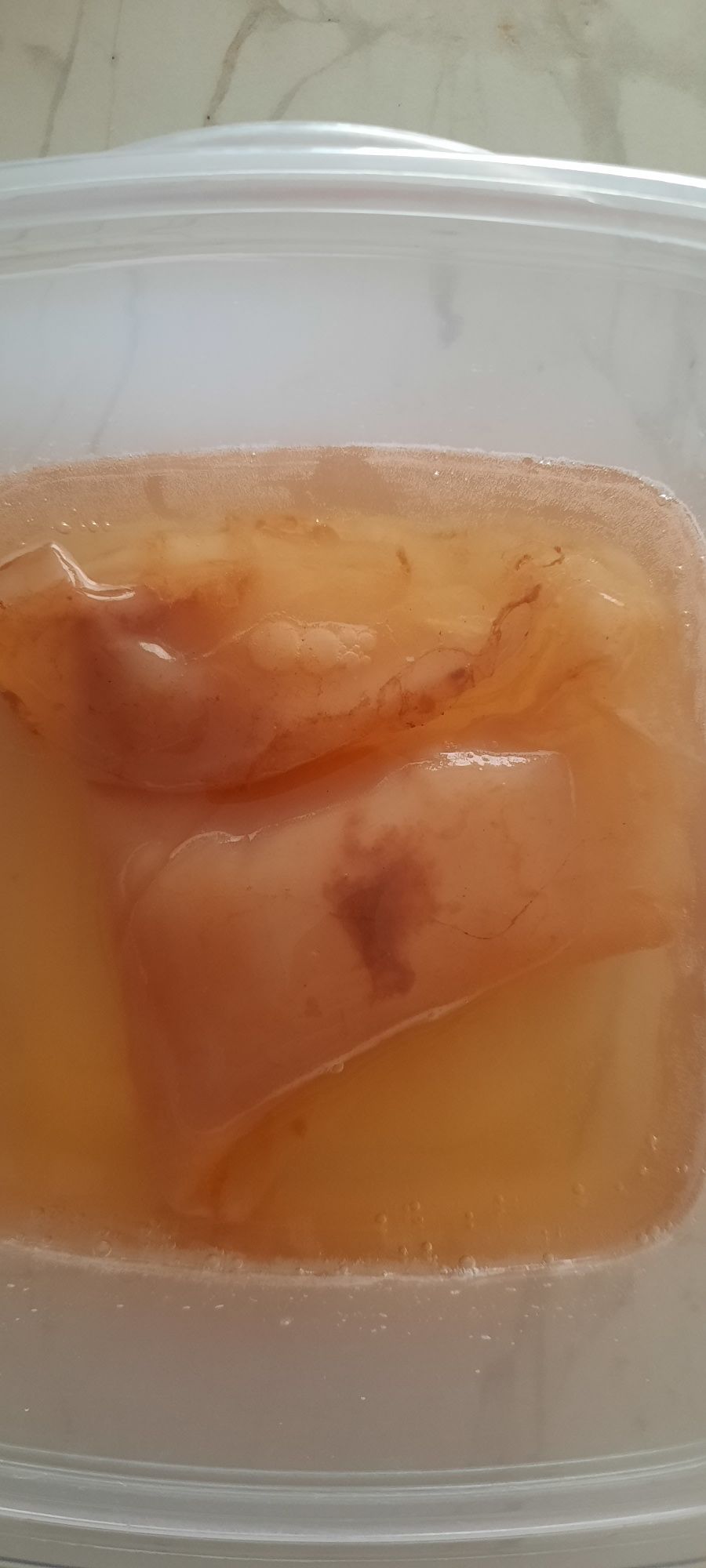 Kombucha, Scooby + Starter