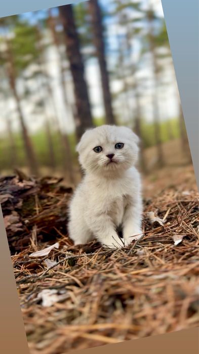 Висловуха шотландська дівчинка срібляста шиншила