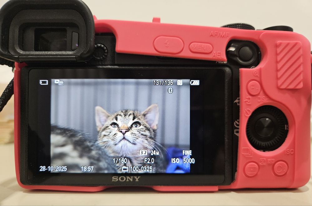 Cudowne kotki do pokochania, kot, kotek, kociak