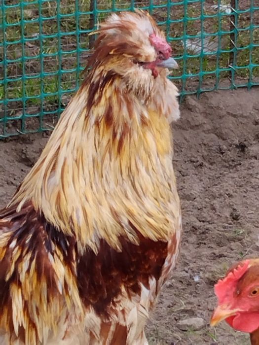 Koguty kolorowe ozdobne