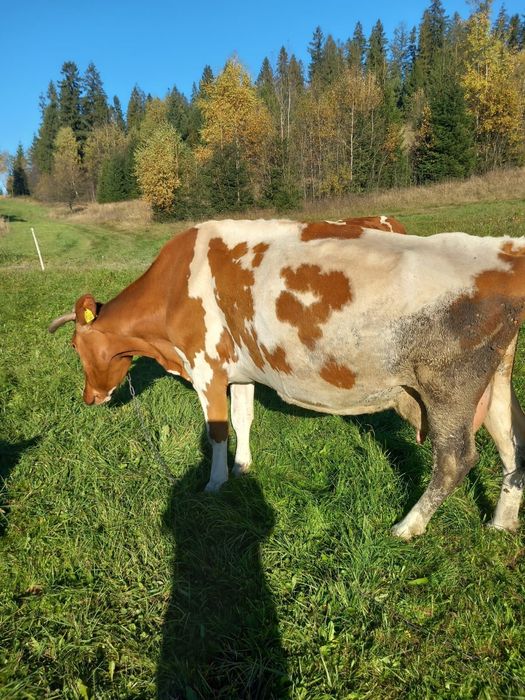 Sprzedam krowe cielna