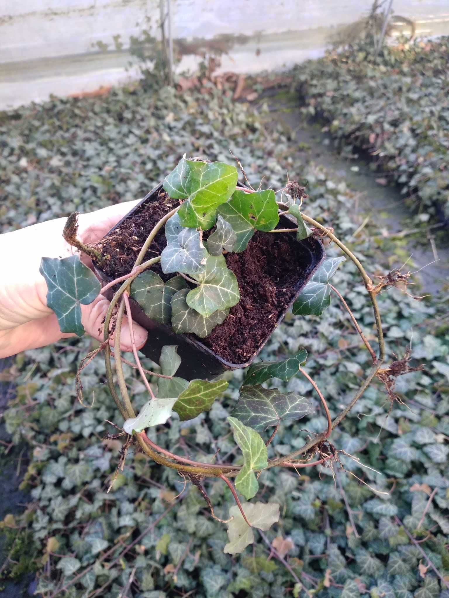 bluszcz pospolity, Hedera helix P9
