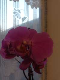Детка орхидеи фаленопсис.