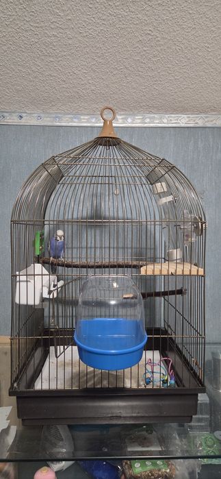 Papuga falista z dużą klatką dla papug klatka z wyposażeniem wyprawka