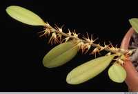 Мініатюрна орхідея bulbophyllum  clandestinum