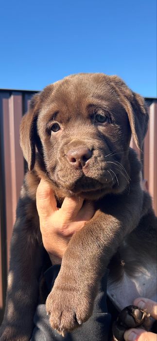 Лабрадори ретривери