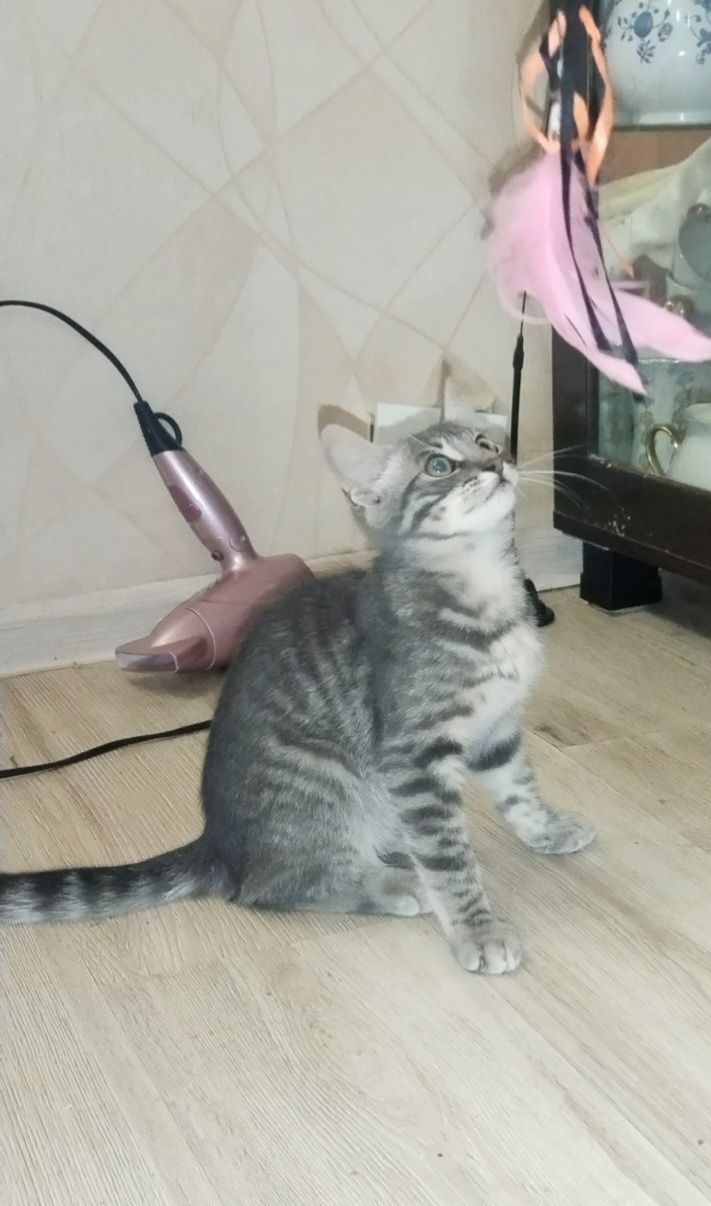 Полосатый котёнок мальчик ищет дом! Котята! Отдам в хорошие руки!