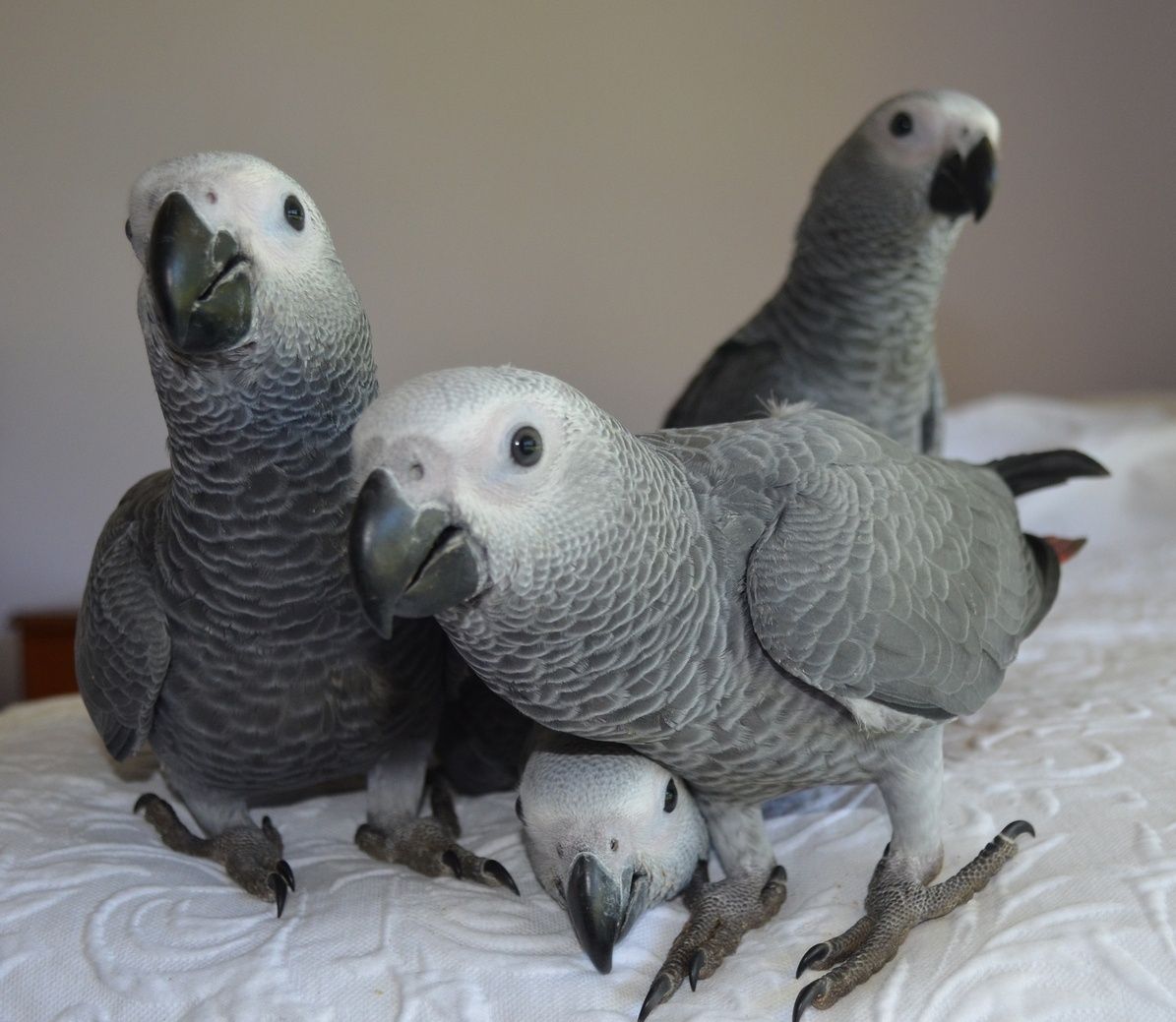 Papagaios cinzentos bebes