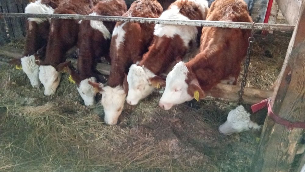 Jałówki mięsne simental opasowe bydlo odsadki