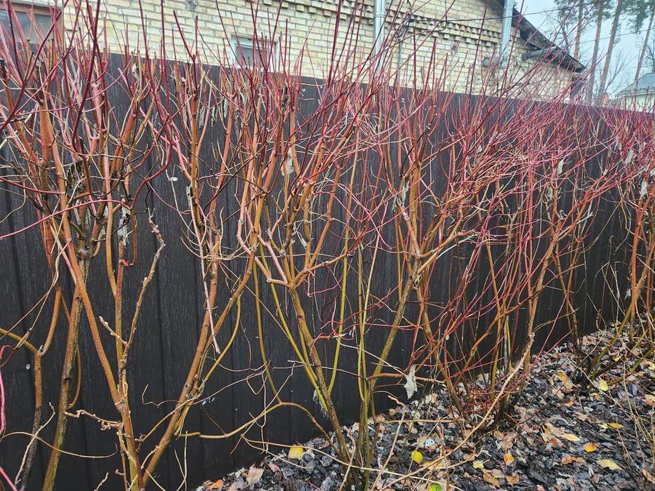 Дерен  Буча велики