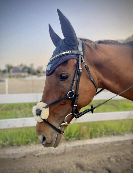 Bezpieczny wałach 6 lat kasztan