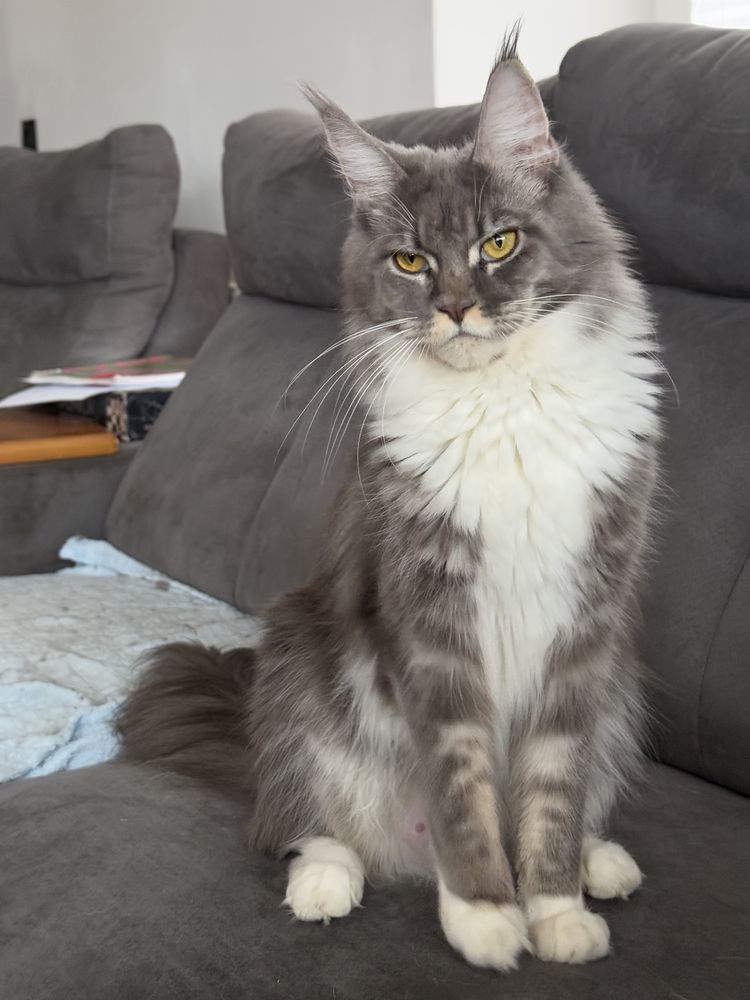 Maine coon kotka niebieski dymny szylkret z bielą FPL