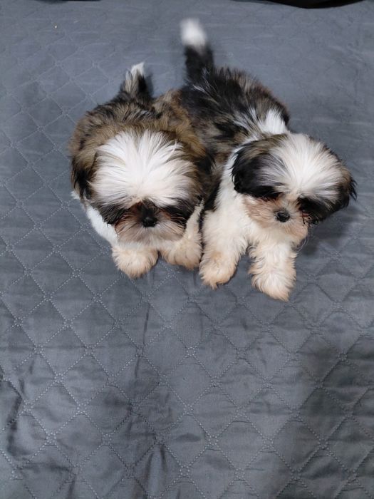 Śliczny piesek Shih tzu tri color