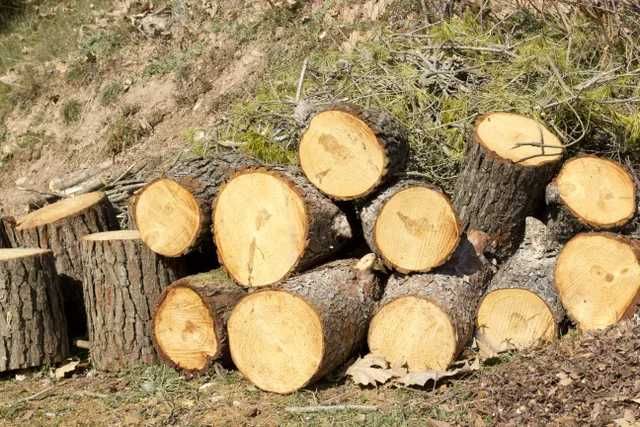 Купите дубовые дрова с Быстрой доставкой в Одессе и области!
