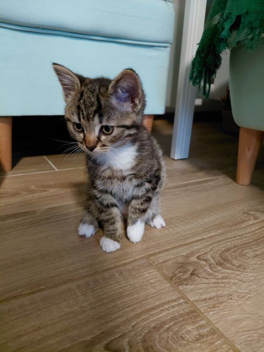 4 małe kotki. Dwa kocury i dwie kotki