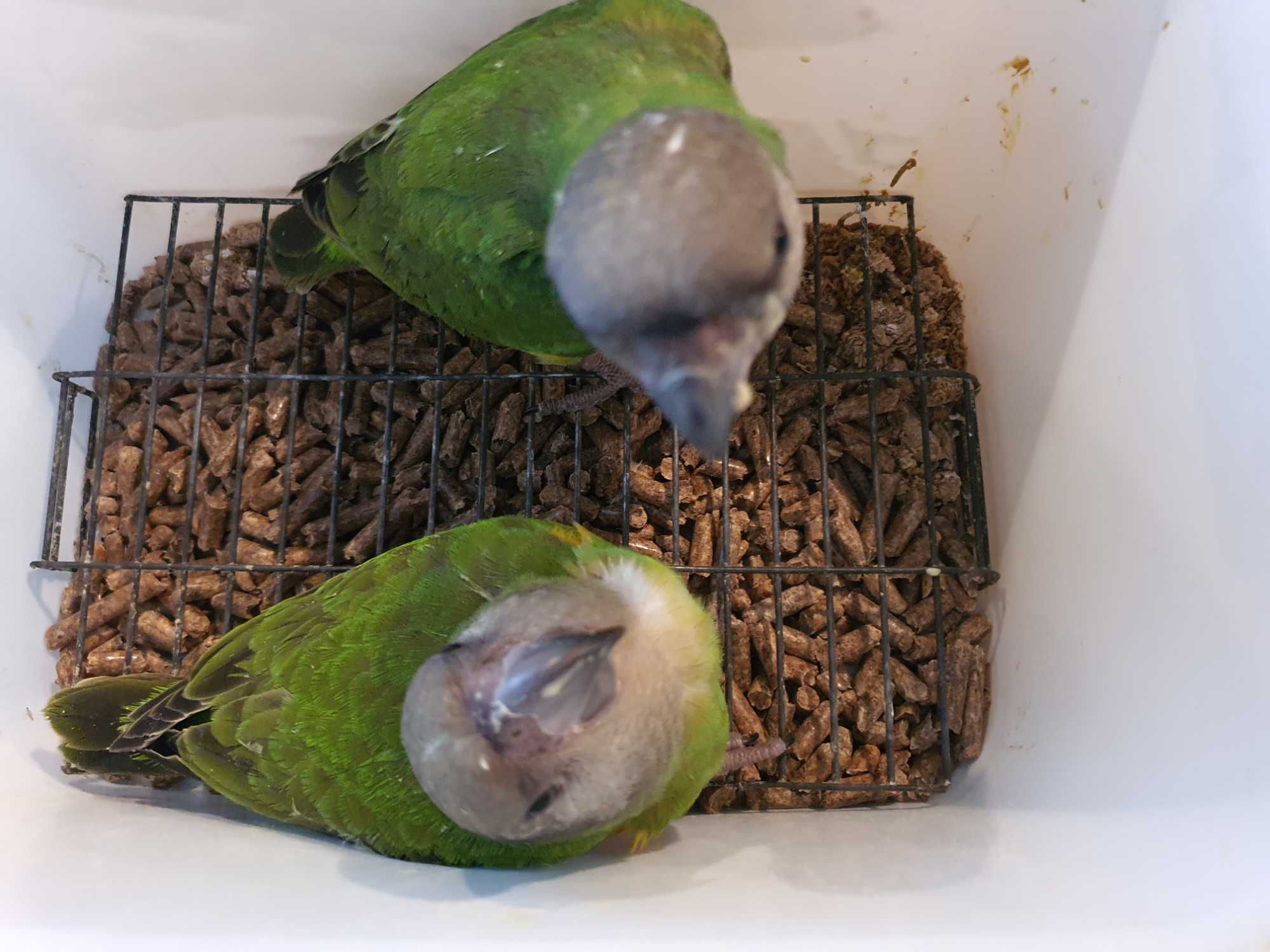 Poicephalus Senegalus M 24