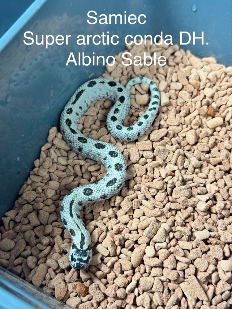 Heterodon zachodni super arctic anaconda dh sunburst