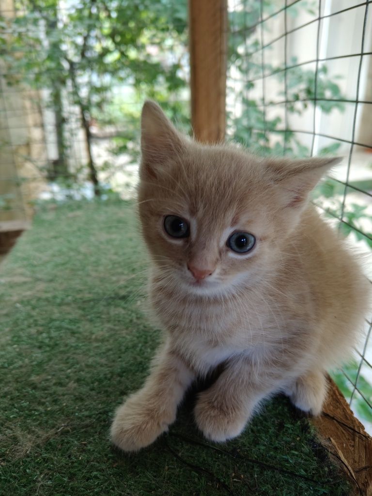 Котенок в добрые руки