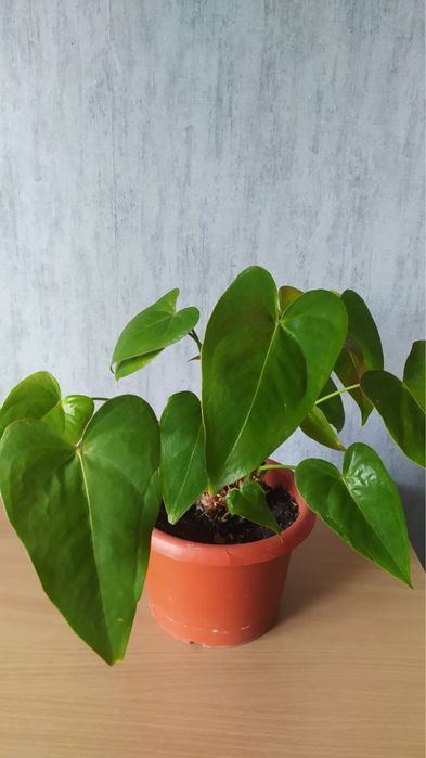 Антуріум чоловіче щастя 45 см Антуриум