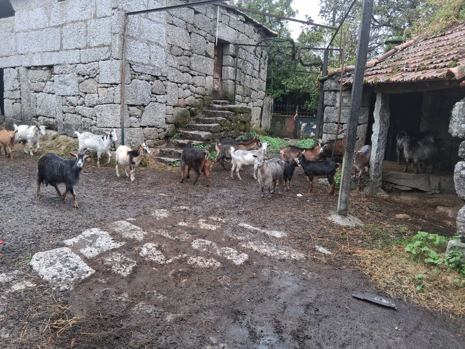 Venda de Cabras registadas