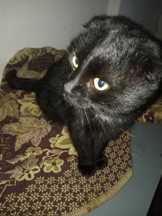 Висловухий клтик безкоштовно