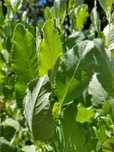 Menta balsâmica ( balsamite) desidratada
