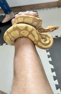 Wąż zbożowy samiec Enchi Banana