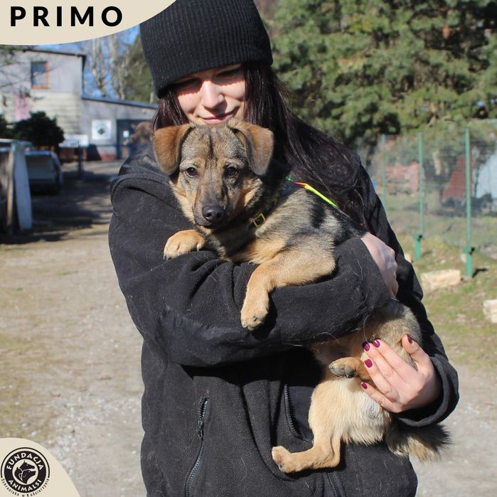 Primo mały psiak szuka domu