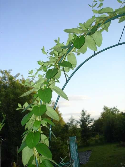 Wiciokrzew japoński zimozielony sadzonki pnącze kwiaty 80cm 2 szt!