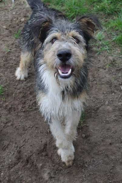 Alfik młody, przyjazny pies w schronisku bez wolontariatu