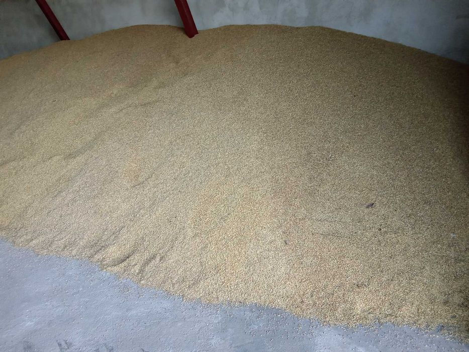 Jęczmień paszowy .Jęczmień ozimy